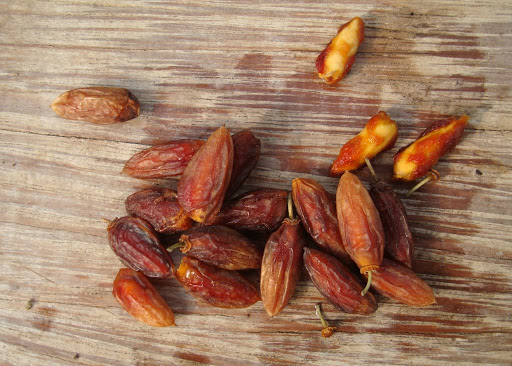 معرفی و راهنمای پرورش درختان میوه - درخت آلوی پرنده